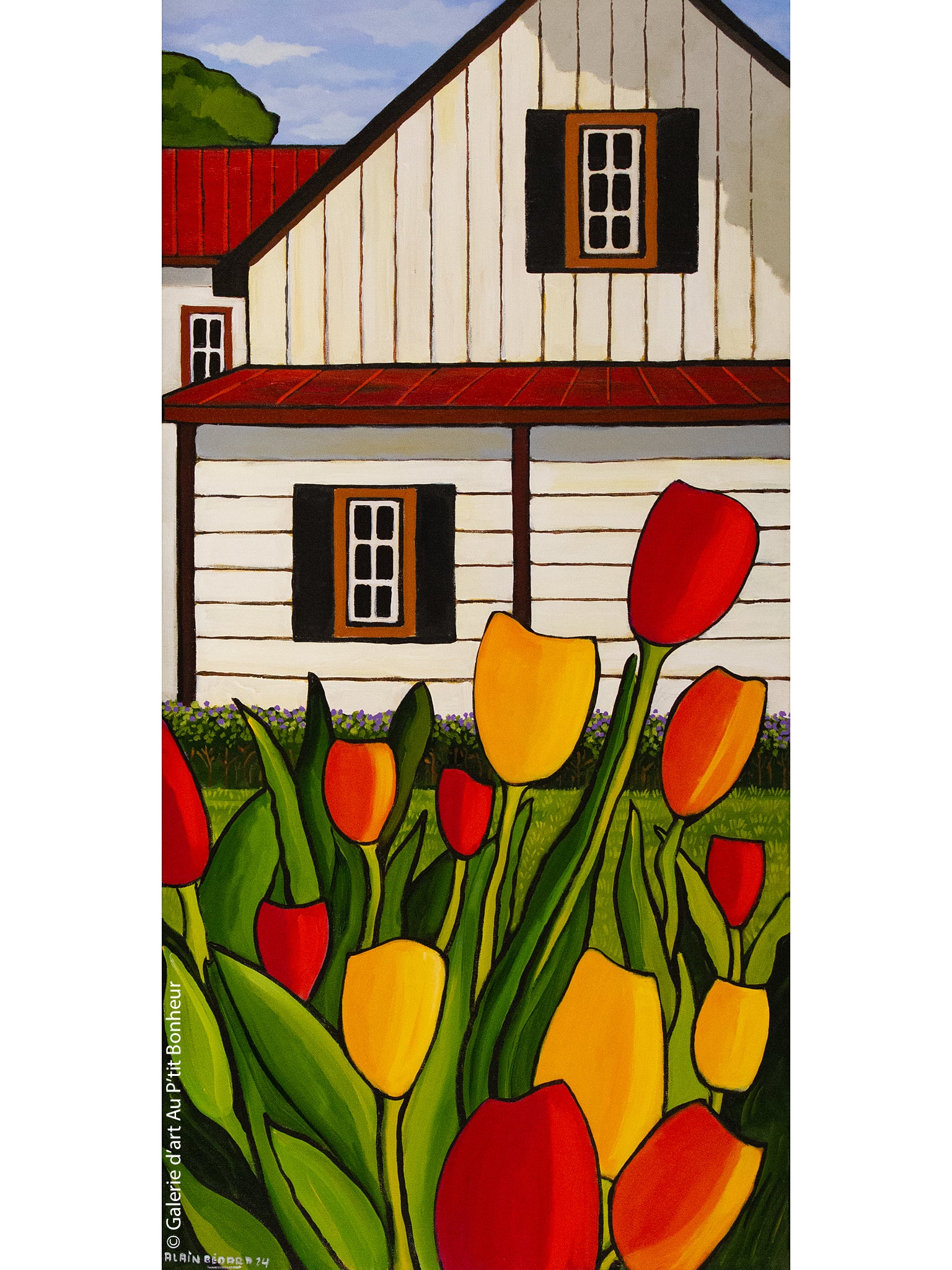 Alain Bédard | Tulipes colorées