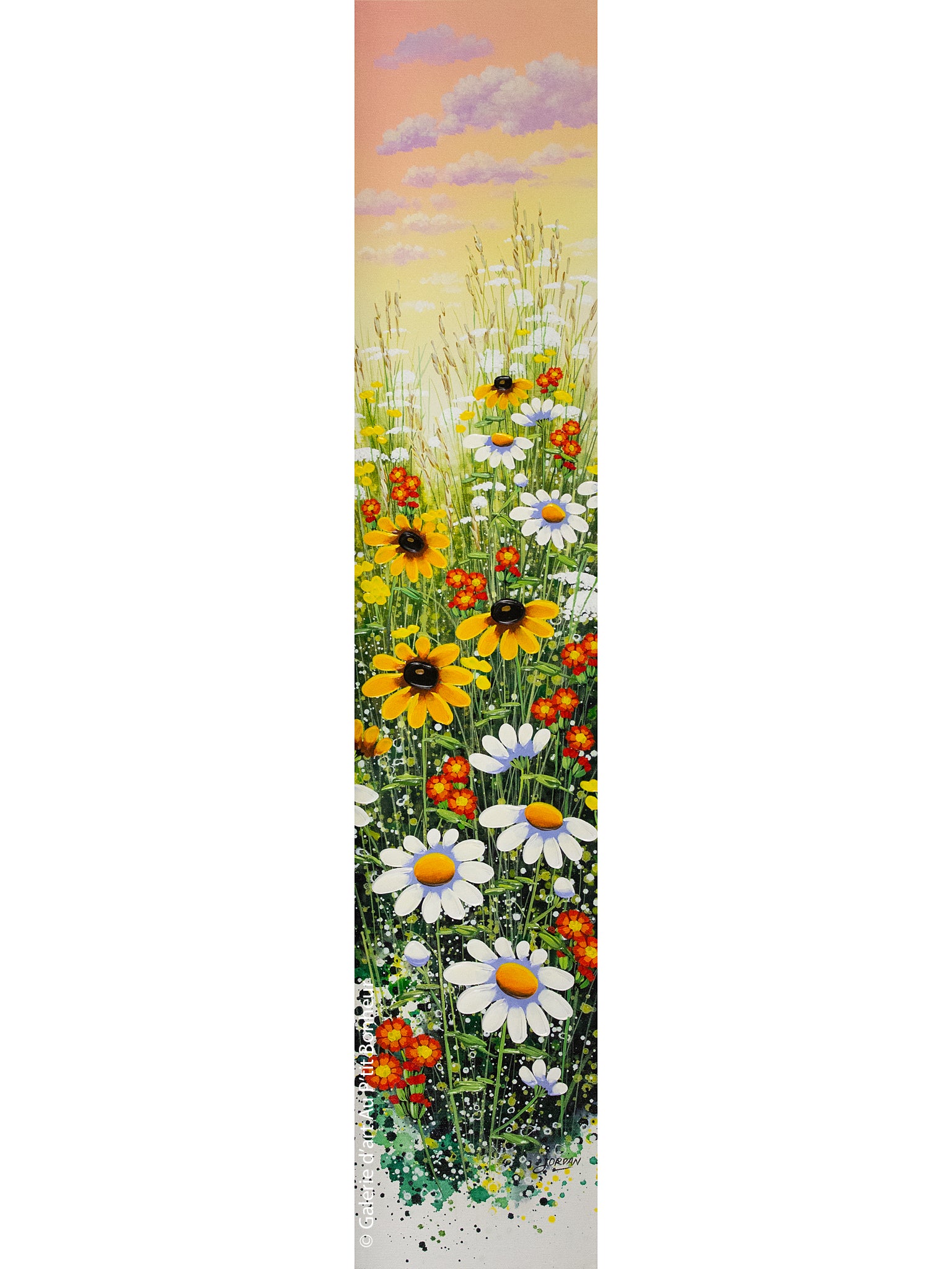 Jordan Hicks | Daisies & Susans
