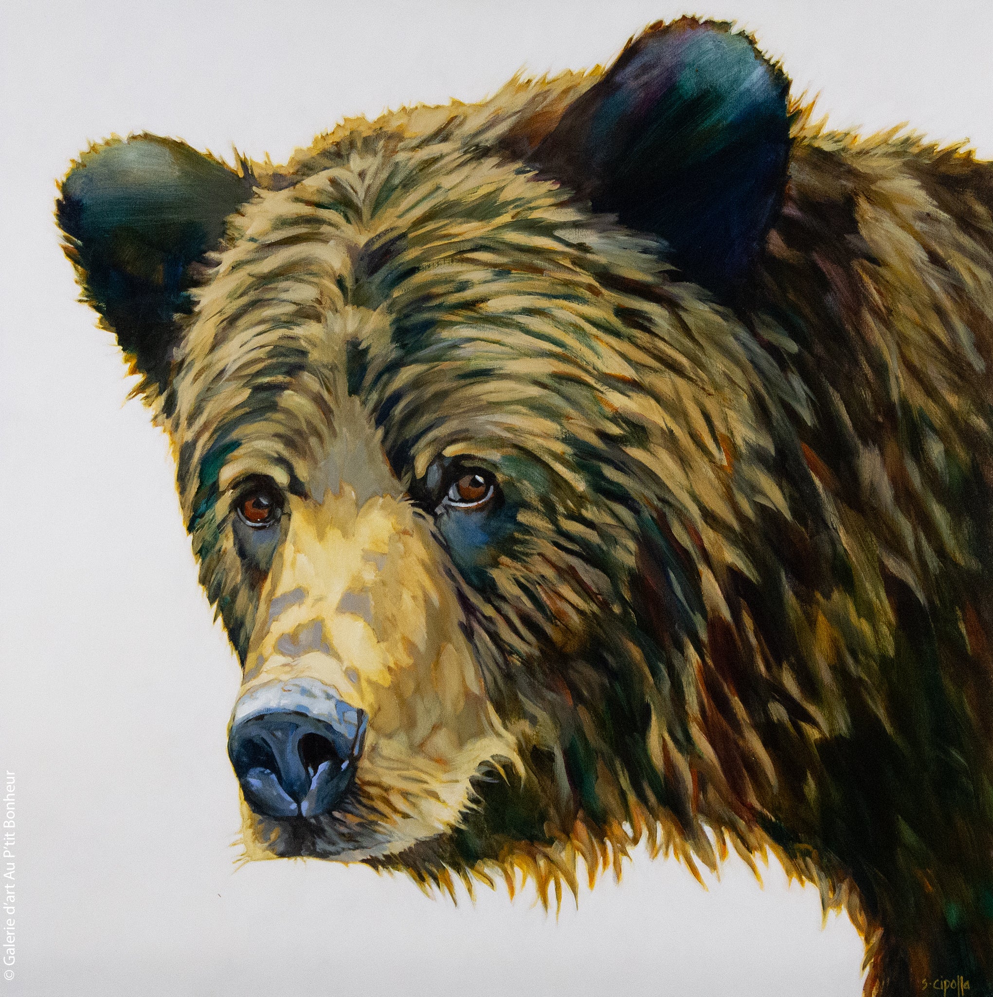 Susie Cipolla | A Bear’s Perspective